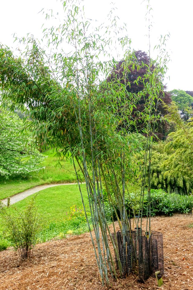 Fargesia papyrifera (Borinda papyrifera) - Trebah Garden - Cornwall, England - DSC01507
