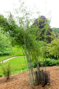 Fargesia papyrifera (Borinda papyrifera) - Trebah Garden - Cornwall, England - DSC01507