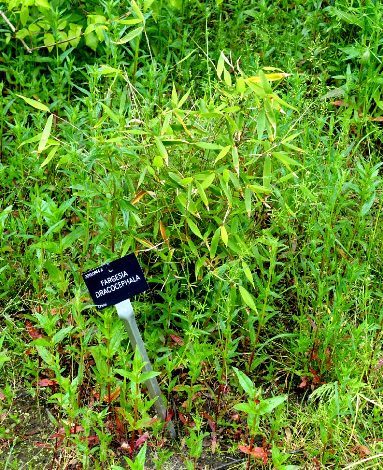 Fargesia dracocephala - Hillier Gardens - Romsey, Hampshire, England - DSC04352