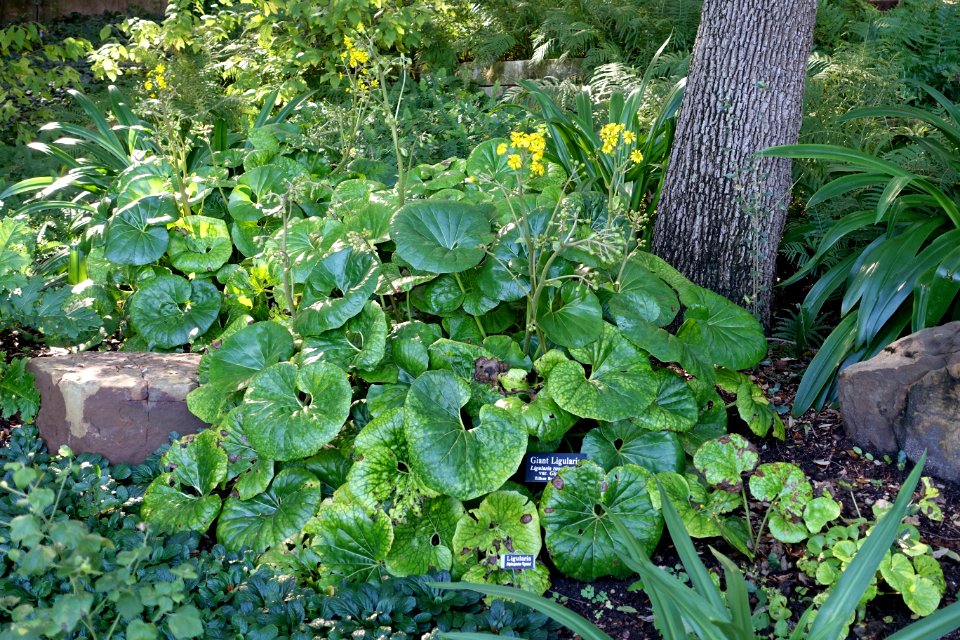 Farfugium japonicum var. giganteum (Ligularia tussilaginea var. giganteum) - Zilker Botanical Garden - Austin, Texas - DSC08858