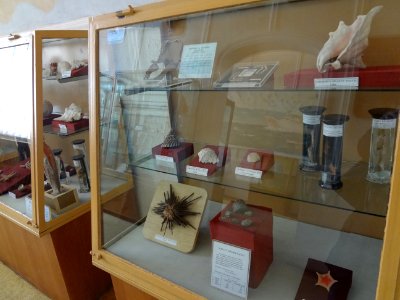 Falticeni musee mihai bacescu 7