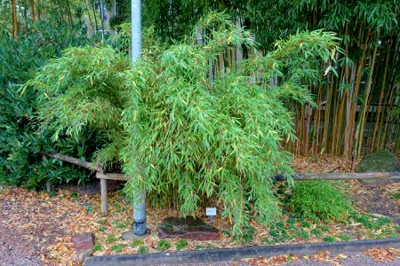 Fargesia murielae - Botanischer Garten - Heidelberg, Germany - DSC00927