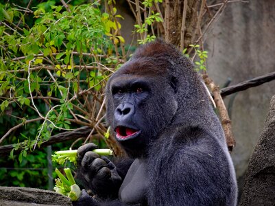 Wildlife nature portrait