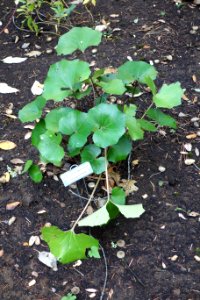 Farfugium japonicum - Dunsmuir Botanical Gardens - DSC02914