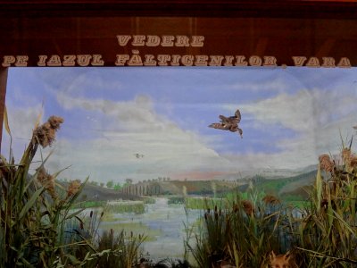 Falticeni musee mihai bacescu 33