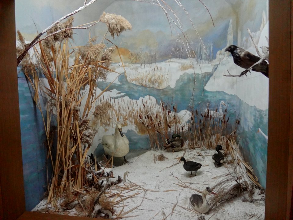 Falticeni musee mihai bacescu 31