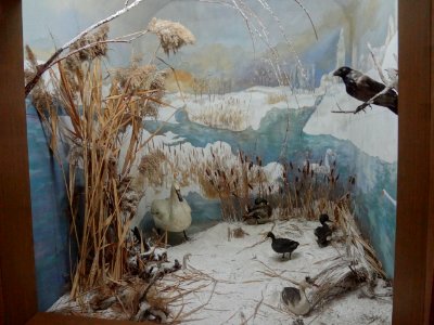 Falticeni musee mihai bacescu 31