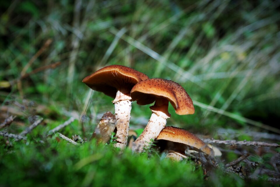 Edible autumn nature