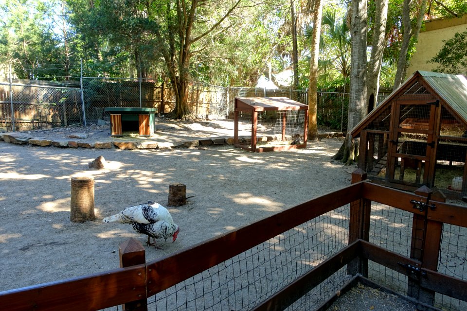 Farm animals - Sarasota Jungle Gardens - Sarasota, Florida - DSC02008