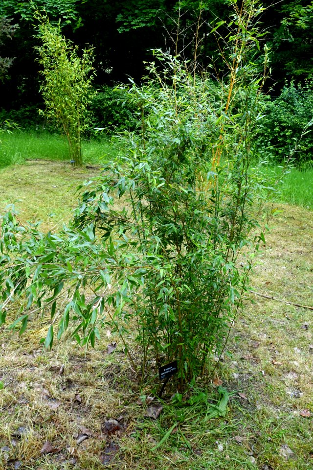 Fargesia denudata - RHS Garden Harlow Carr - North Yorkshire, England - DSC01419