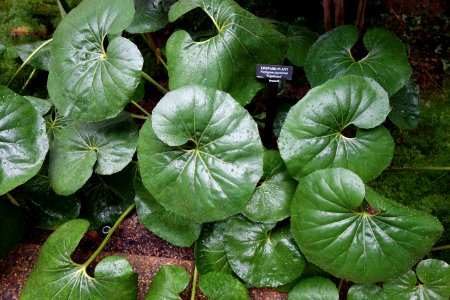 Farfugium japonicum 'Giganteum' - Longwood Gardens - DSC01080