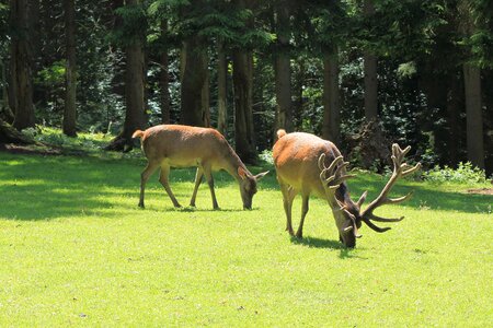 Antler animal fallow deer
