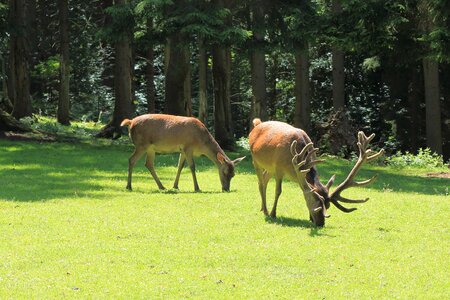 Antler animal fallow deer photo