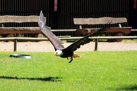 Buzzard birds of prey show hawk photo