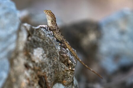 Reptile wild wildlife