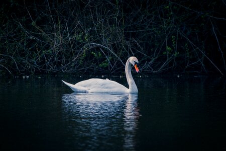 Lake pond water