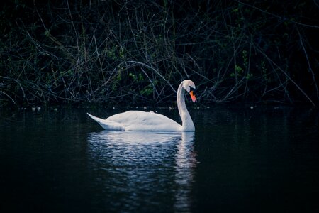 Lake pond water photo