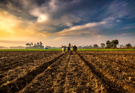 Farming India (202929337) photo