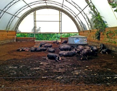 Farm Pigs Feeding photo