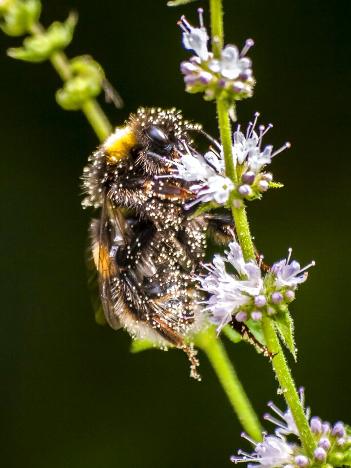 Insect nature animal