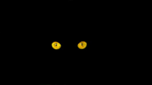 Black cat cat feline