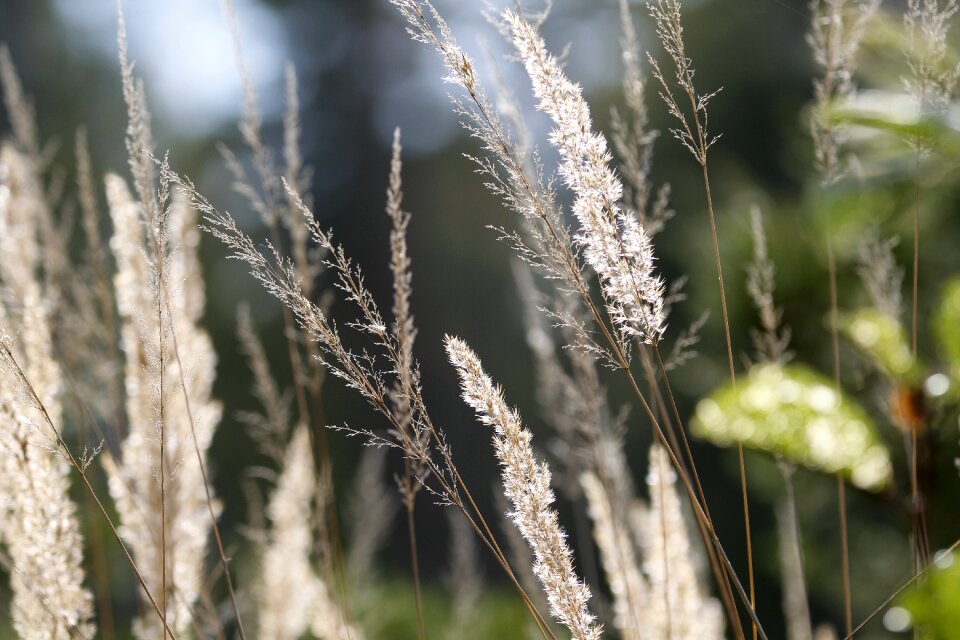 Forest summer grass