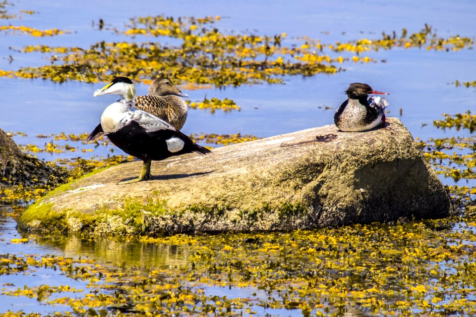Water bird nature animal
