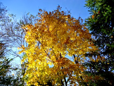 Feb 2015 Tree in backyard in full autumn color bloom
