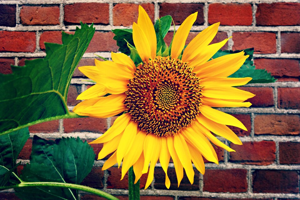Summer flower seeds yellow