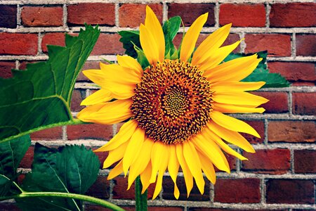 Summer flower seeds yellow