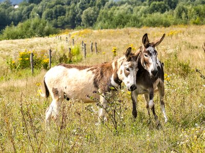 Livestock weidetier animal