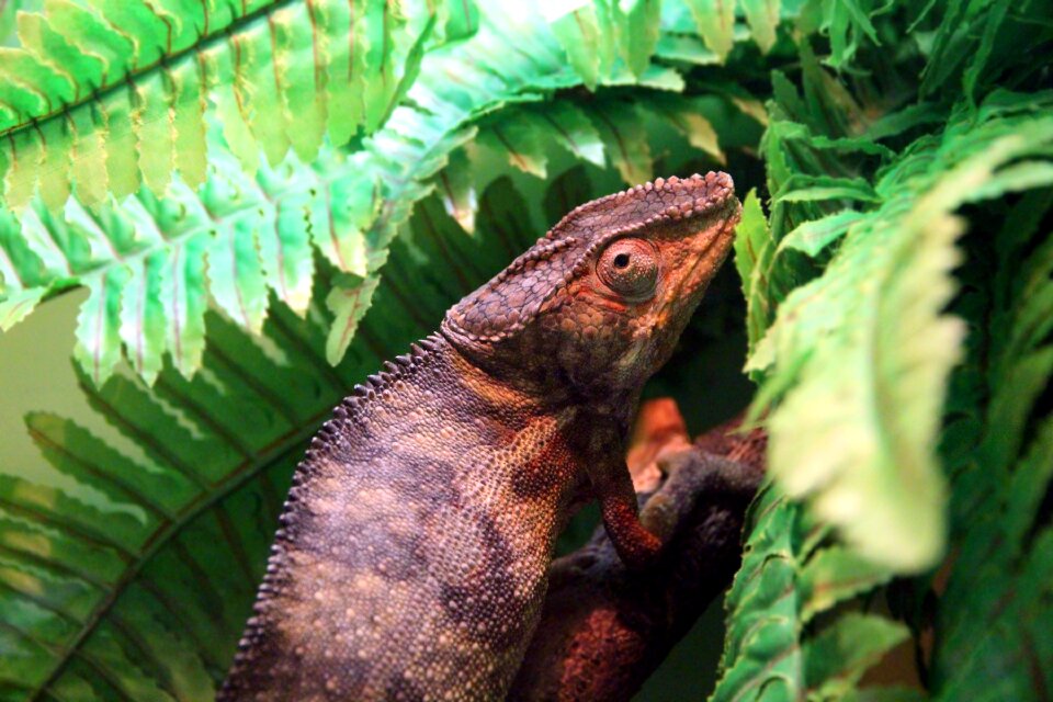 Lizard chameleon reptile