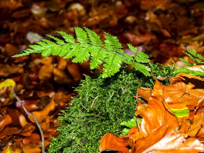 Plant forest nature