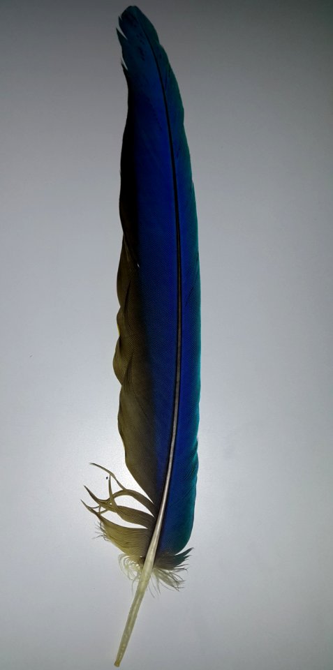 Feather of a Ara ararauna 1