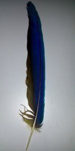 Feather of a Ara ararauna 1