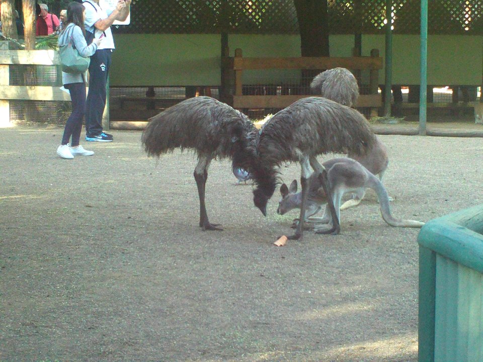 Featherdale emu and roo