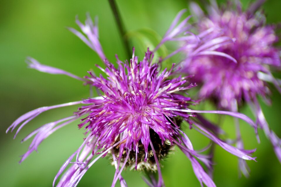 Bloom macro blue flower
