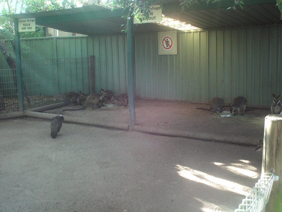 Featherdale wallabies having breakfast