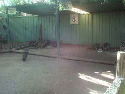 Featherdale wallabies having breakfast