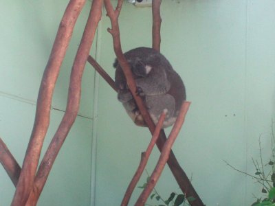 Featherdale koala