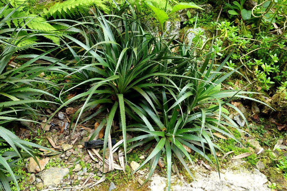 Fascicularia bicolor - Trebah Garden - Cornwall, England - DSC01719