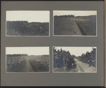 Fasen in de groei van tabaksplanten veld vóór de schoonmaak (lb) schoongemaakt, Bestanddeelnr 830 25