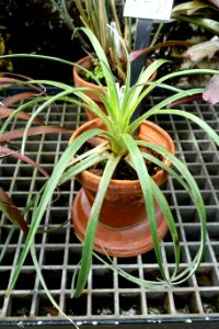 Fascicularia bicolor - Lyman Plant House, Smith College - DSC01978