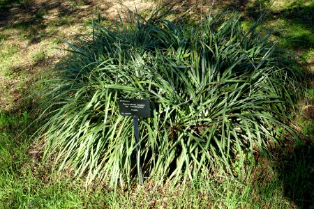 Fascicularia bicolor - Jardín Botánico de Barcelona - Barcelona, Spain - DSC09317