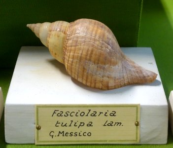 Fasciolaria tulipa - Museo Civico di Storia Naturale Giacomo Doria - Genoa, Italy - DSC03270
