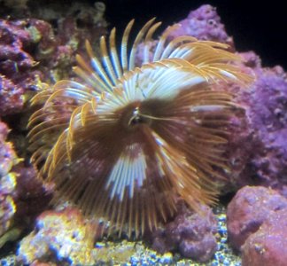 Featherduster worm (Sabellastarte spectabilis), Waikiki Aquarium