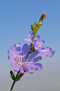 Cichorium intybus summer flower field