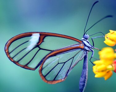 Glass falter close up transparent photo