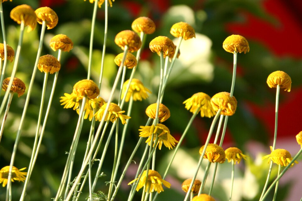 Petals summer nature