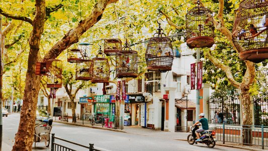 Cages storefronts trees photo